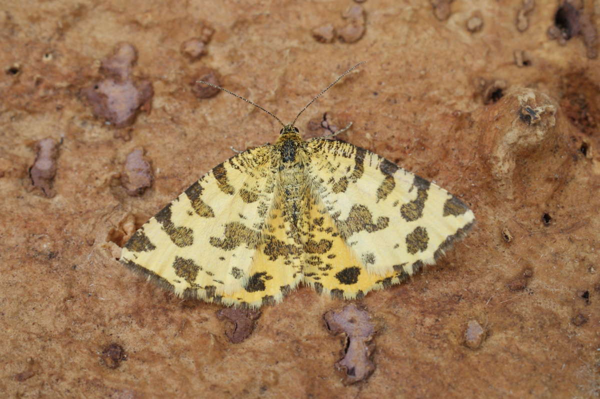 Speckled Yellow (Pseudopanthera macularia) photographed at Denge Wood  by Dave Shenton 