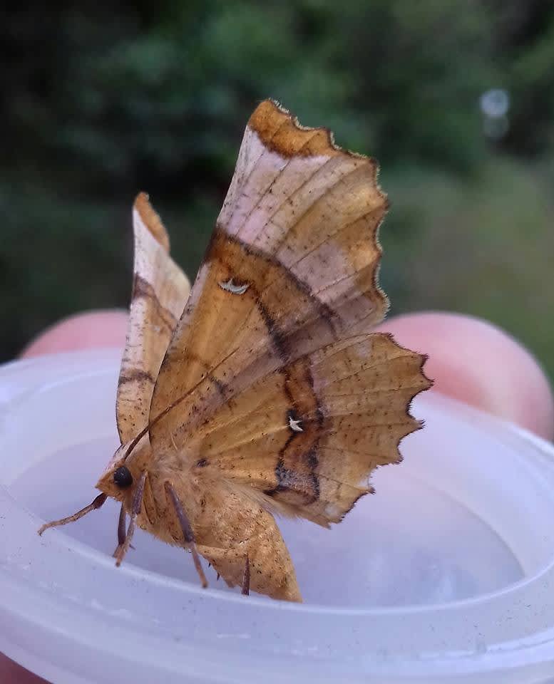 Lunar Thorn (Selenia lunularia) photographed at Hamstreet  by James Hunter 