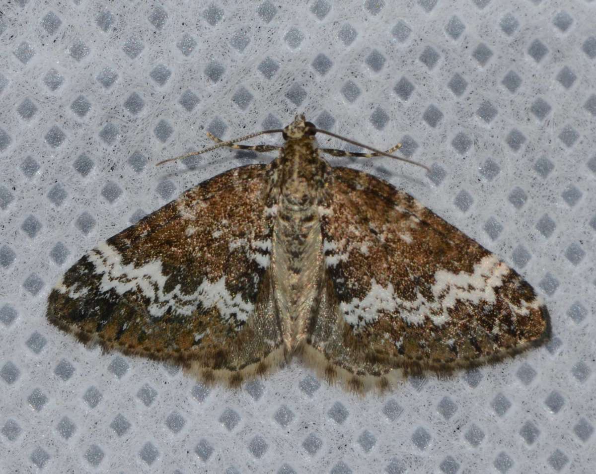 Small Rivulet (Perizoma alchemillata) photographed in Kent by Alan Stubbs