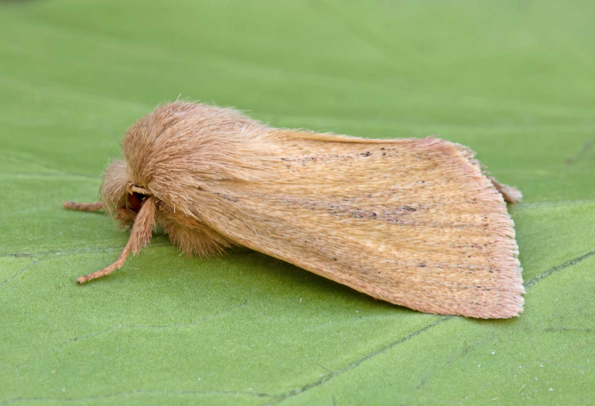 Small Wainscot (Denticucullus pygmina) photographed in Kent by Peter Maton 