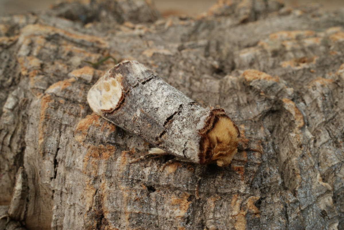 Buff-tip (Phalera bucephala) photographed in Kent by Dave Shenton