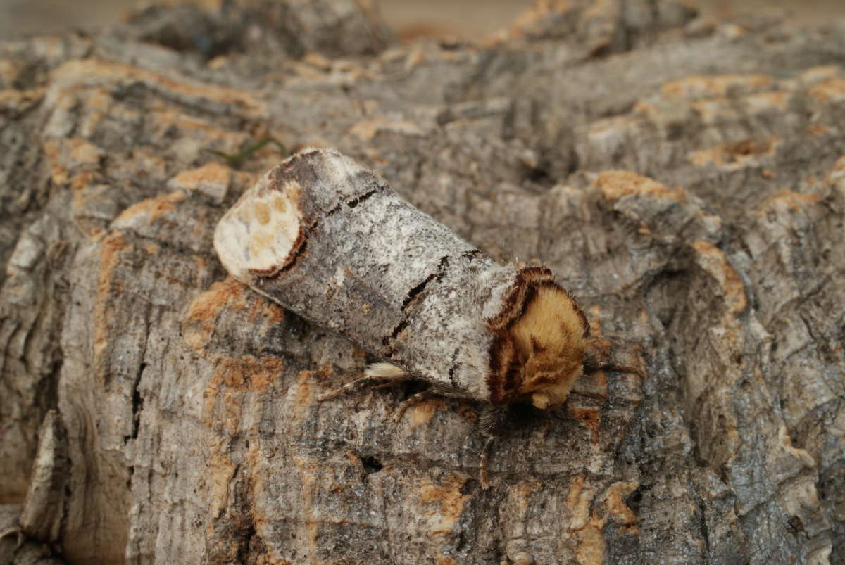 Buff-tip (Phalera bucephala) photographed in Kent by Dave Shenton