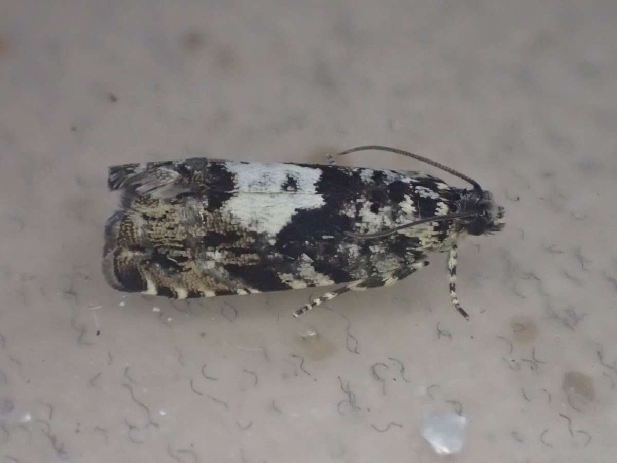 Black-bordered Piercer (Pammene argyrana) photographed in Kent by Dave Shenton 