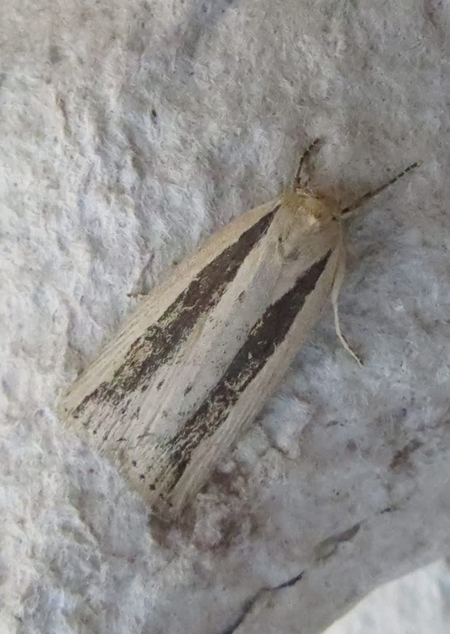 Silky Wainscot (Chilodes maritima) photographed in Kent by Steve Cutt