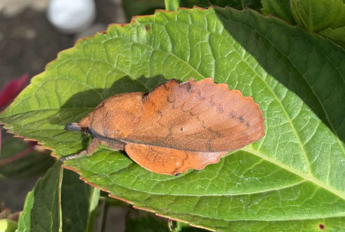 The Lappet (Gastropacha quercifolia) photographed at Cliffe by Andy Millar