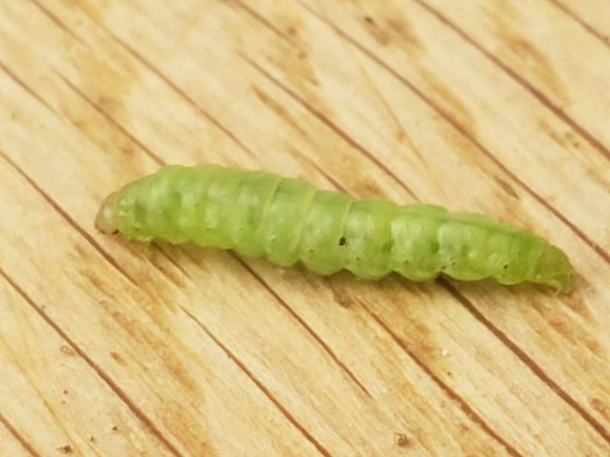Sallow Flat-body (Agonopterix conterminella) photographed at Haysden Country Park by Phil Ambler