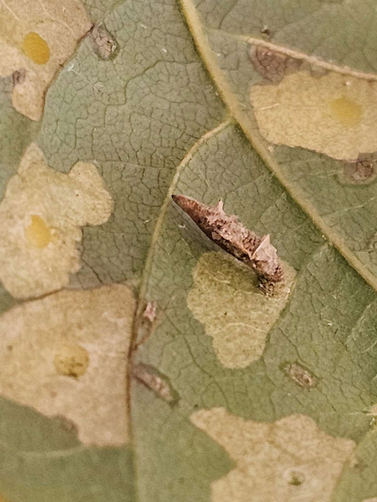 Violet Case-bearer (Coleophora violacea) photographed in Kent by Len Cooper