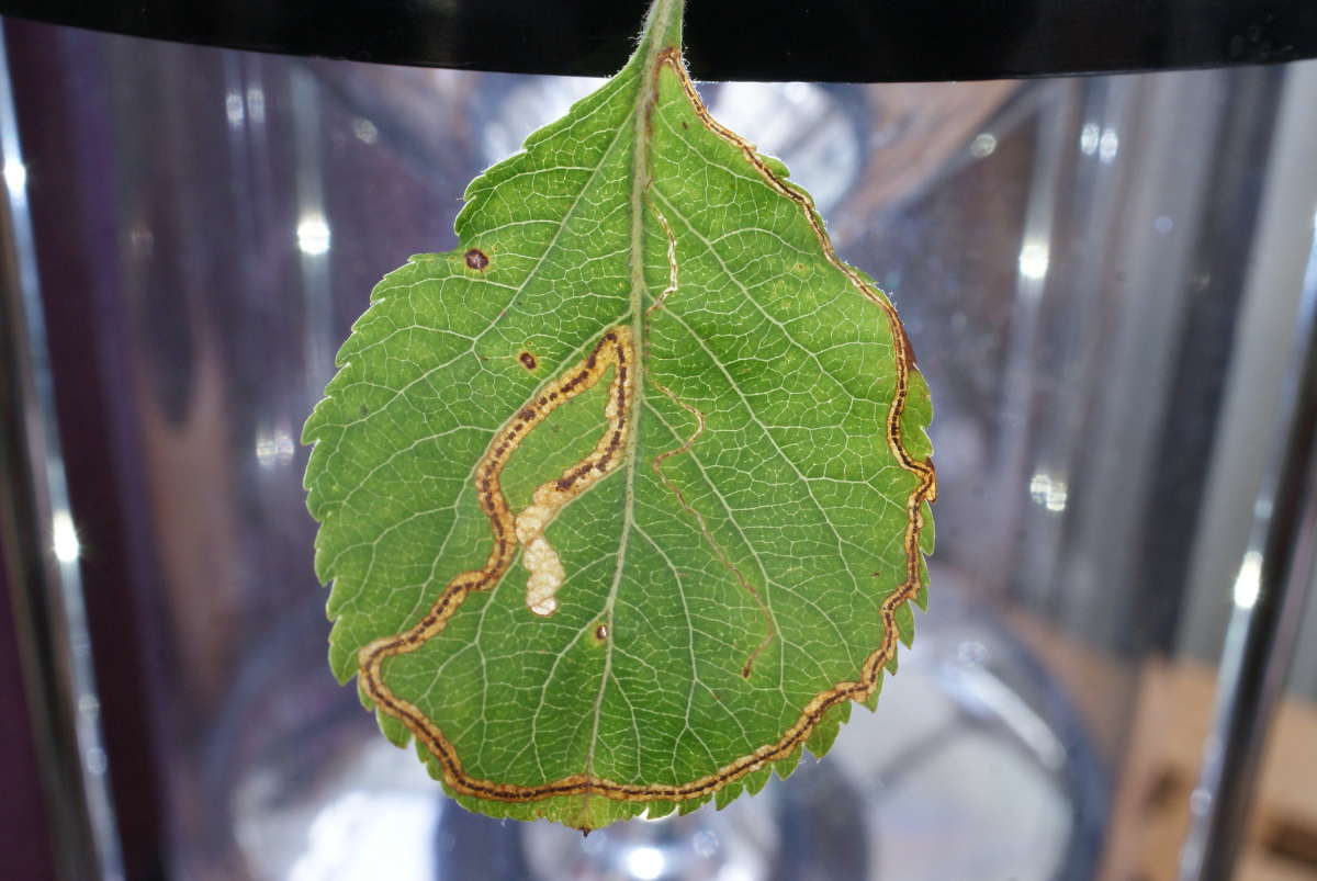 Apple Leaf-miner (Lyonetia clerkella) photographed at Aylesham  by Dave Shenton 