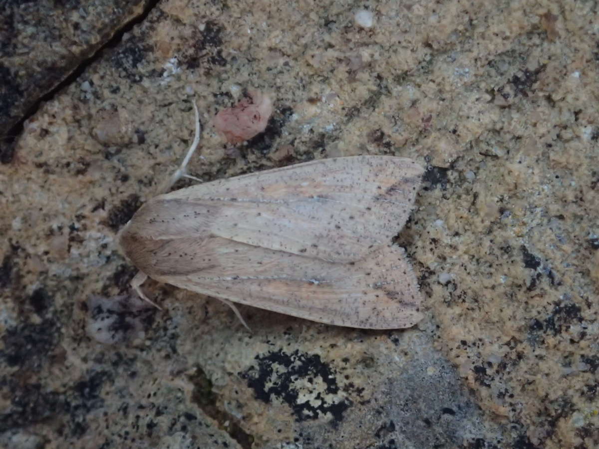 White-speck (Mythimna unipuncta) photographed in Kent by Dave Shenton 