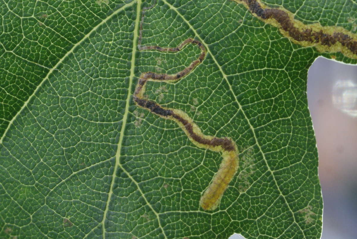 Red-headed Pigmy (Stigmella ruficapitella) photographed in Kent by Dave Shenton