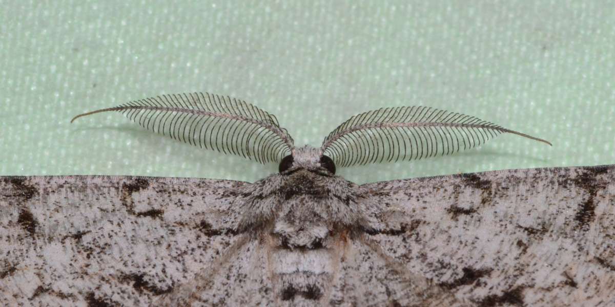 Great Oak Beauty (Hypomecis roboraria) photographed in Kent by Alan Stubbs 