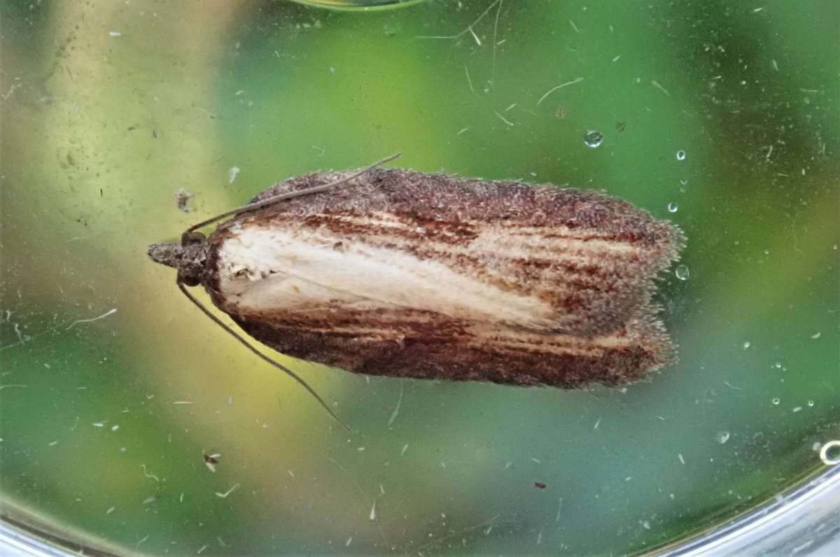 Sallow Button (Acleris hastiana) photographed in Kent by John Dale 