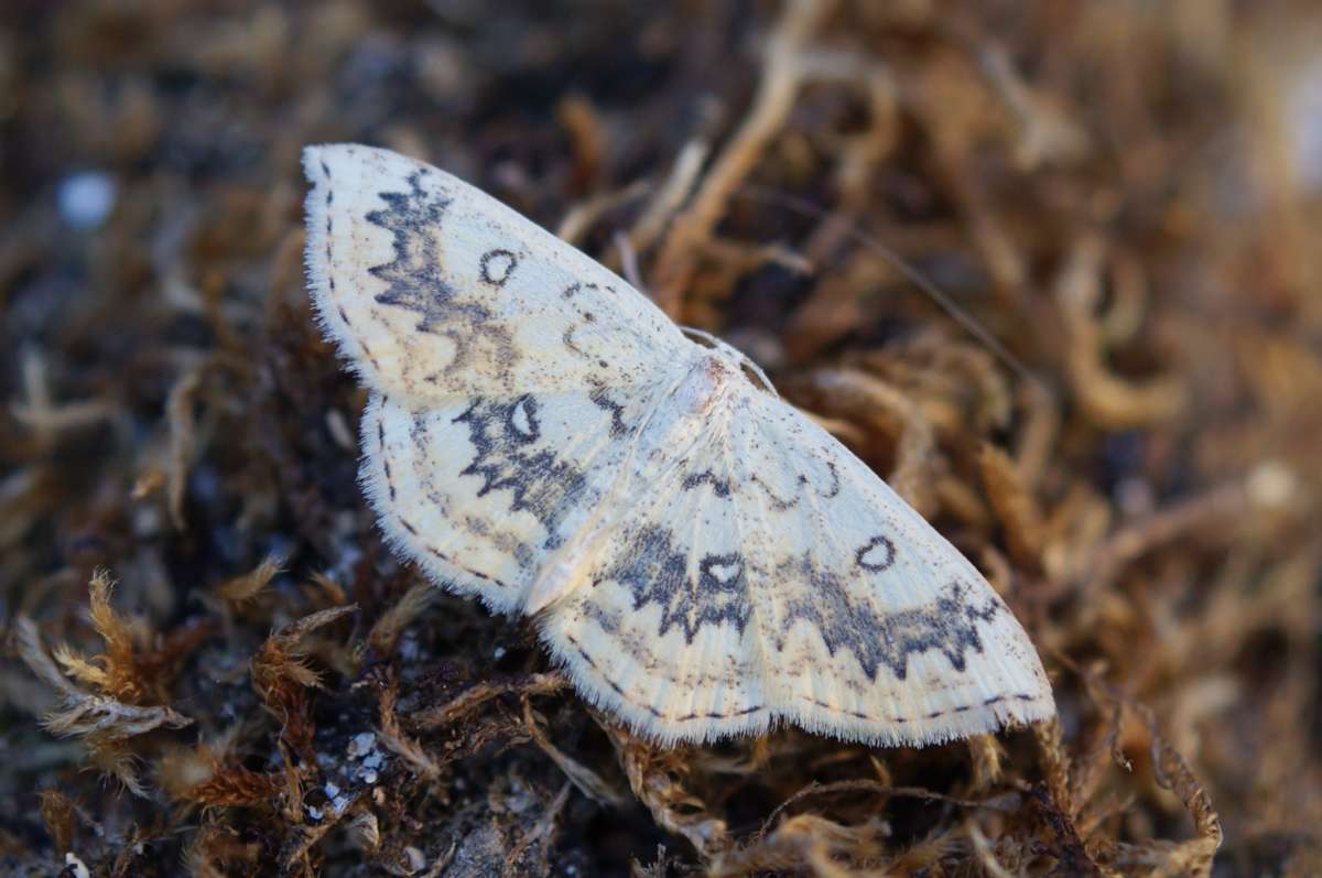 The Mocha (Cyclophora annularia) photographed in Kent by Dave Shenton 