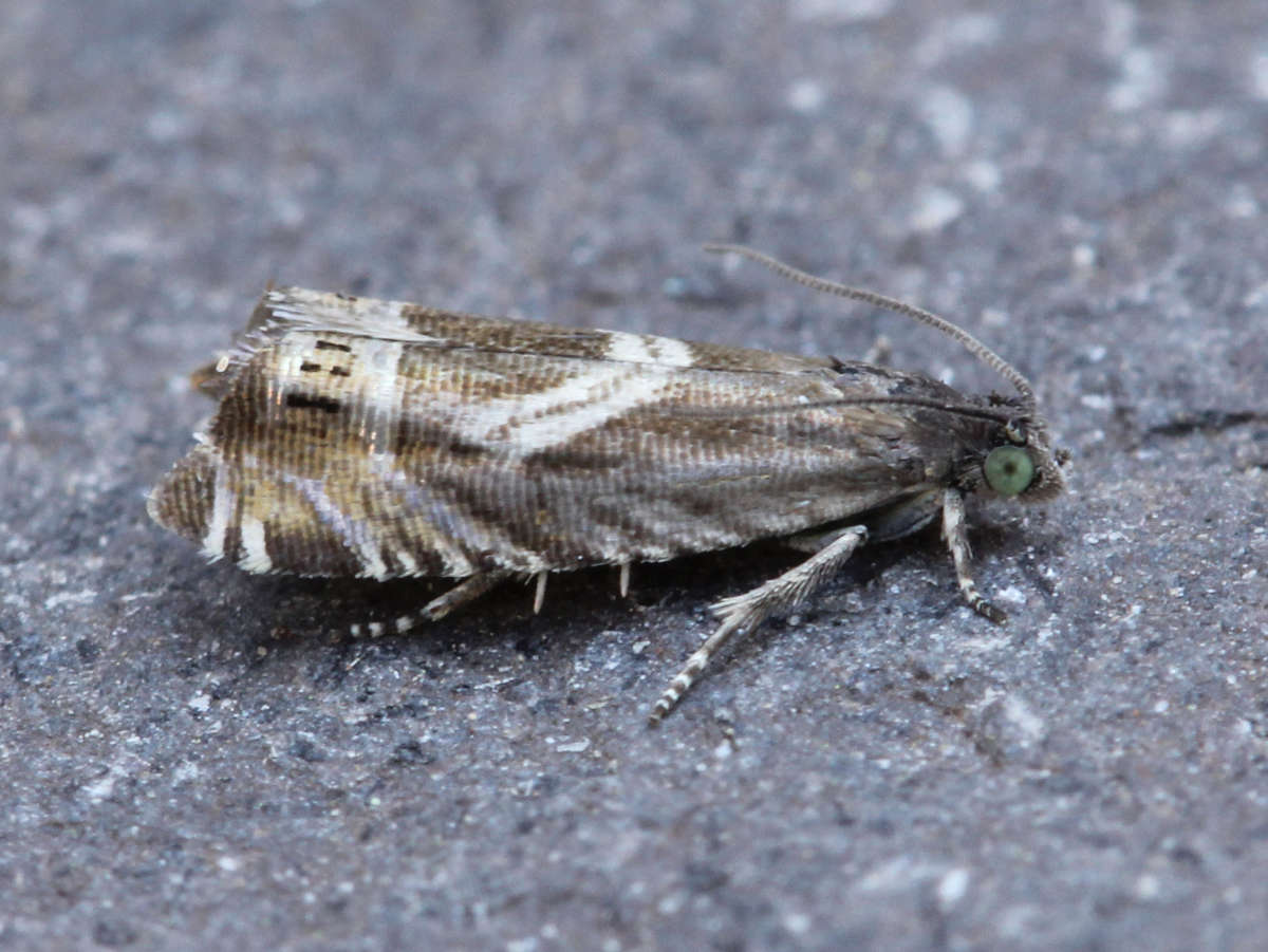 Vetch Piercer (Grapholita jungiella) photographed in Kent by David Beadle 