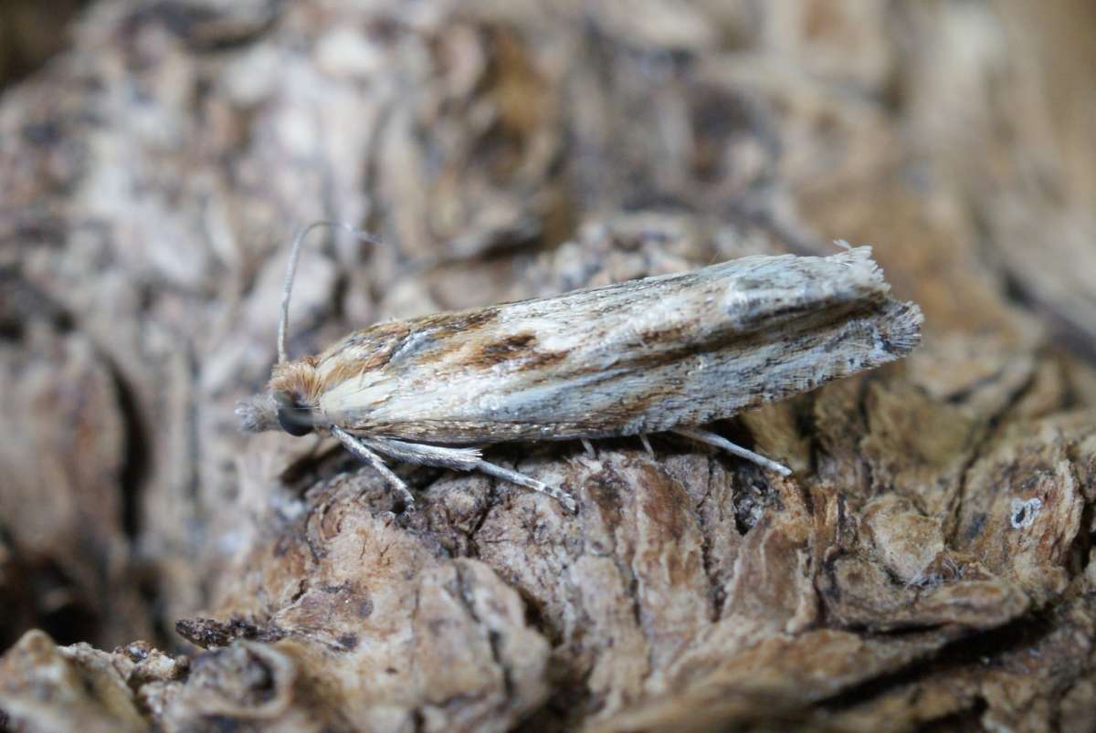 Hoary Bell (Eucosma cana) photographed at Aylesham  by Dave Shenton 