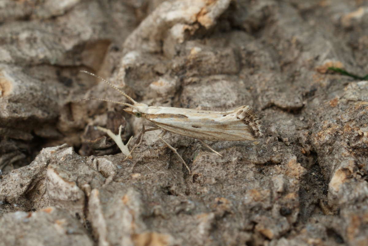 Grey-streaked Diamond-back (Plutella porrectella) photographed at Aylesham  by Dave Shenton 