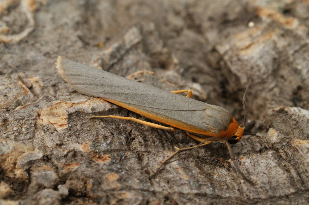 Scarce Footman (Eilema complana) photographed at Aylesham  by Dave Shenton 