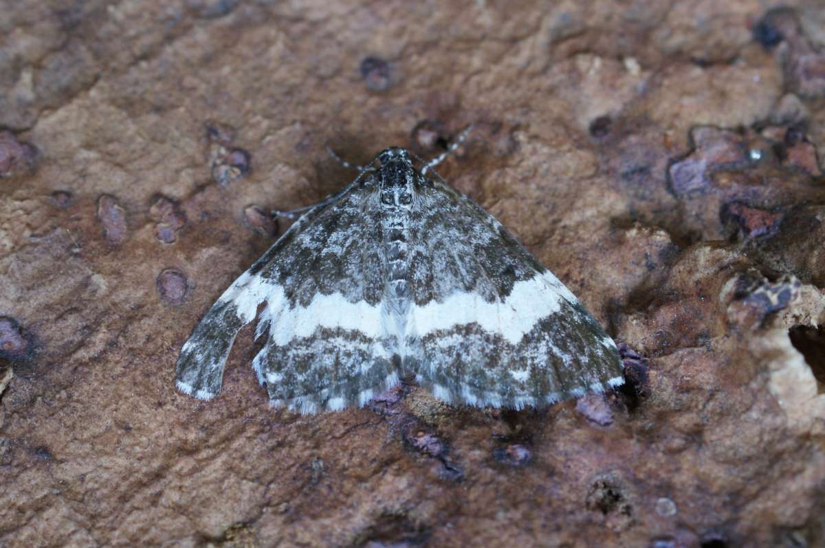 White-banded Carpet (Spargania luctuata) photographed at East Kent by Dave Shenton 