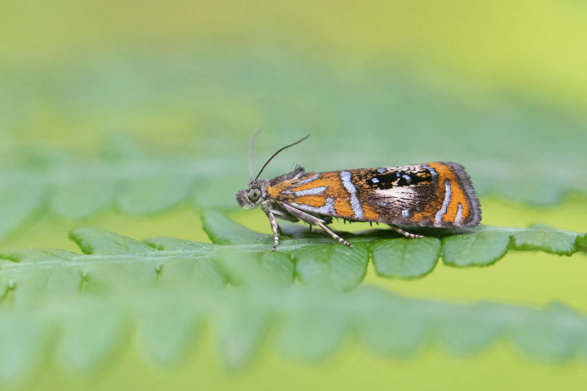 Arched Marble (Olethreutes arcuella) photographed at East Blean  by Alex Perry 