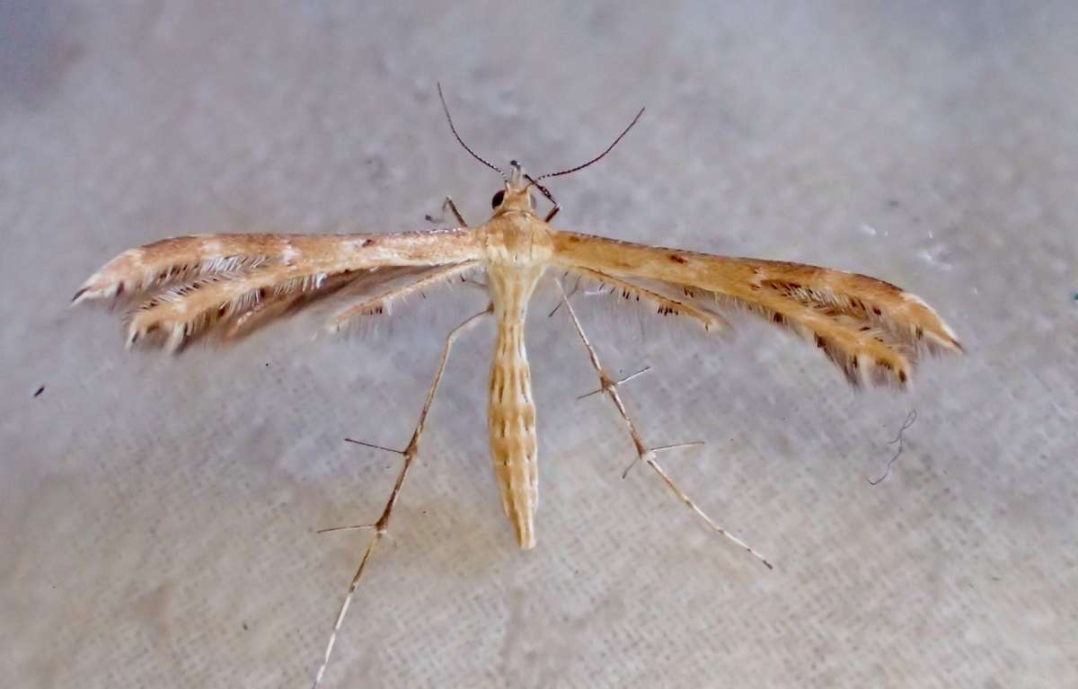 Scarce Light Plume (Oxyptilus laetus) photographed at Denge Woods by Dave Shenton 