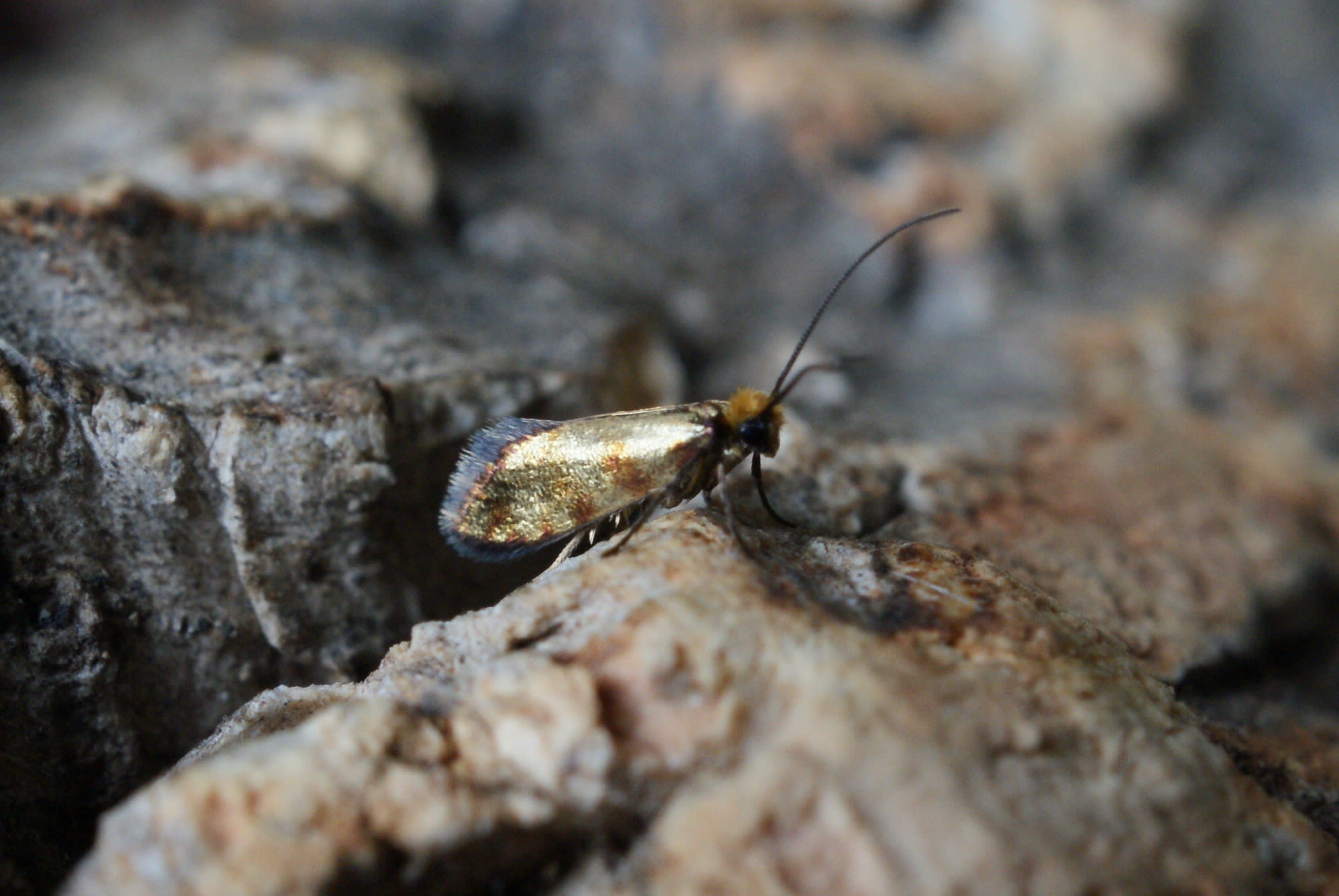 Red-barred Gold (Micropterix tunbergella) photographed at Aylesham  by Dave Shenton