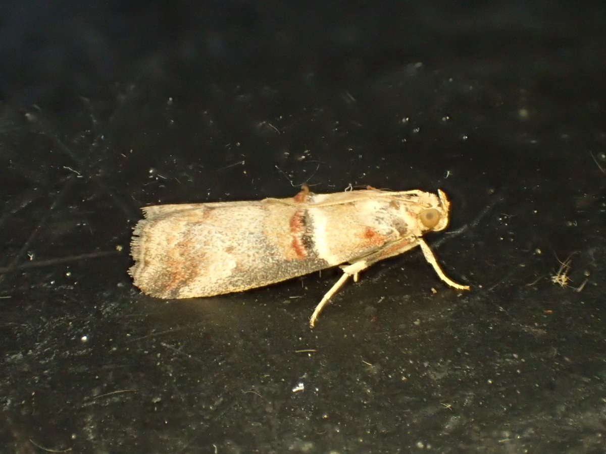 Scarce Oak Knot-horn (Acrobasis tumidana) photographed at Aylesham by Dave Shenton