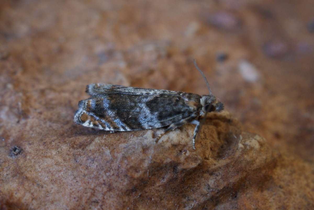 Brown Elm Bell (Epinotia abbreviana) photographed at Telegraph Farm  by Dave Shenton 