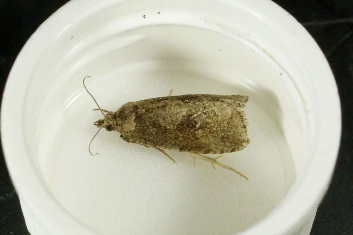 Heath Marble (Endothenia ericetana) photographed at Aylesham by Dave Shenton 