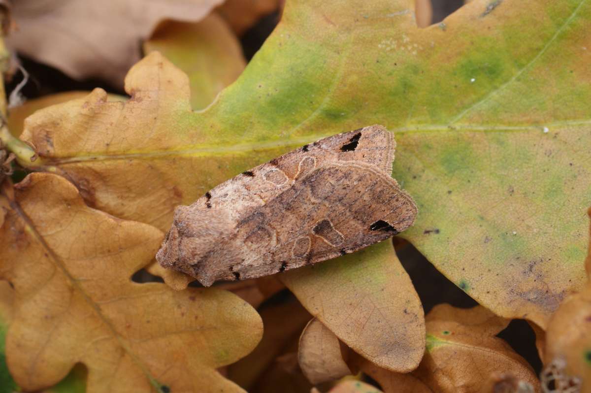 Brown-spot Pinion (Agrochola litura) photographed at Aylesham  by Dave Shenton 