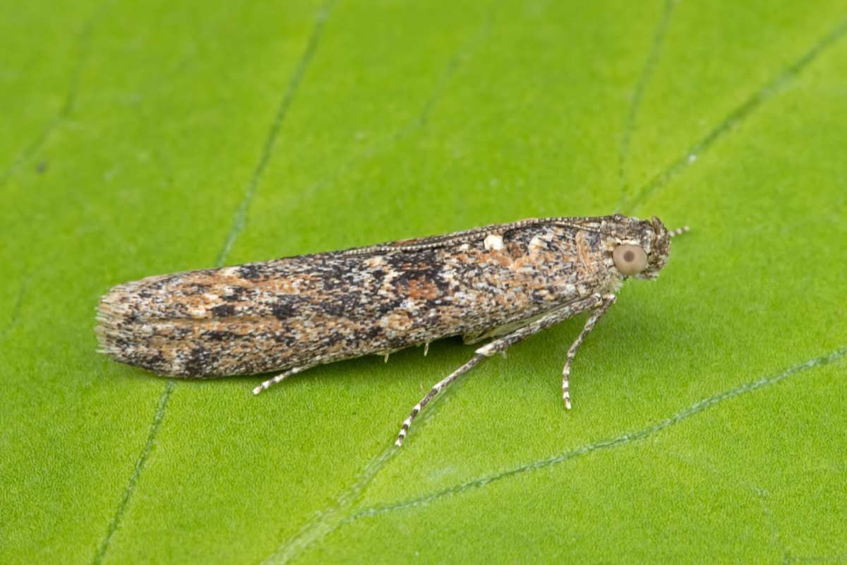 Saltmarsh Knot-horn (Ancylosis oblitella) photographed in Kent by Peter Maton