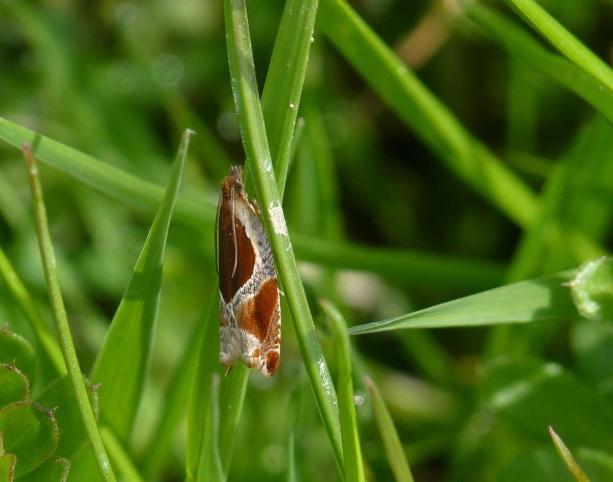 Buckthorn Roller (Ancylis unculana) photographed in Kent by Allan Ward