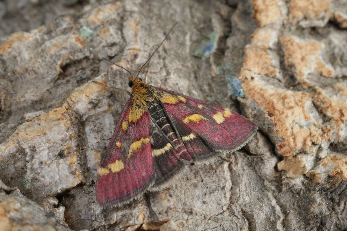 Common Purple & Gold (Pyrausta purpuralis) photographed at Aylesham  by Dave Shenton