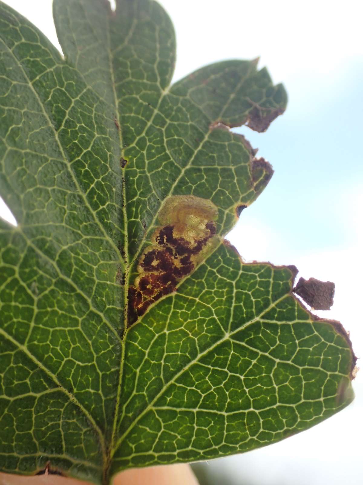 Least Thorn Pigmy (Stigmella perpygmaeella) photographed in Kent by Dave Shenton 