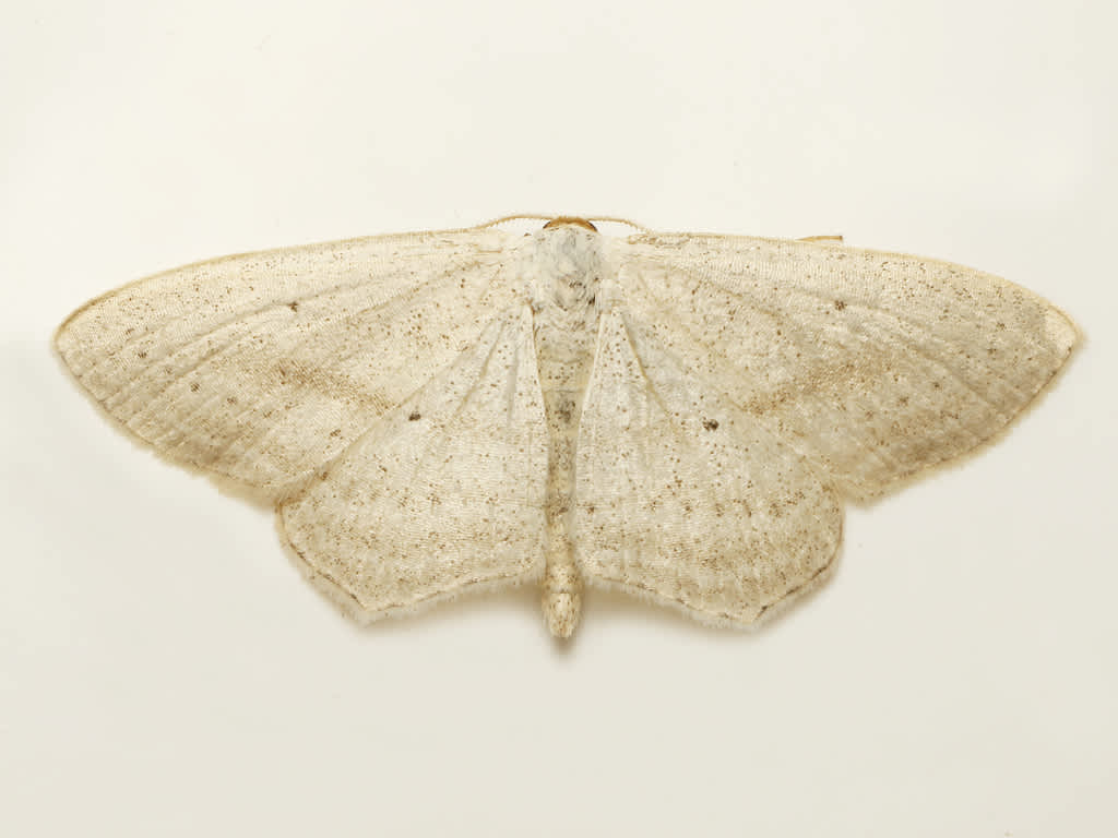 Rosy Wave (Scopula emutaria) photographed in Kent by David Beadle 