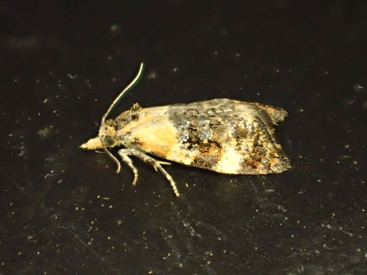 Scarce Gold Conch (Phtheochroa schreibersiana) photographed in Kent by Dave Shenton 