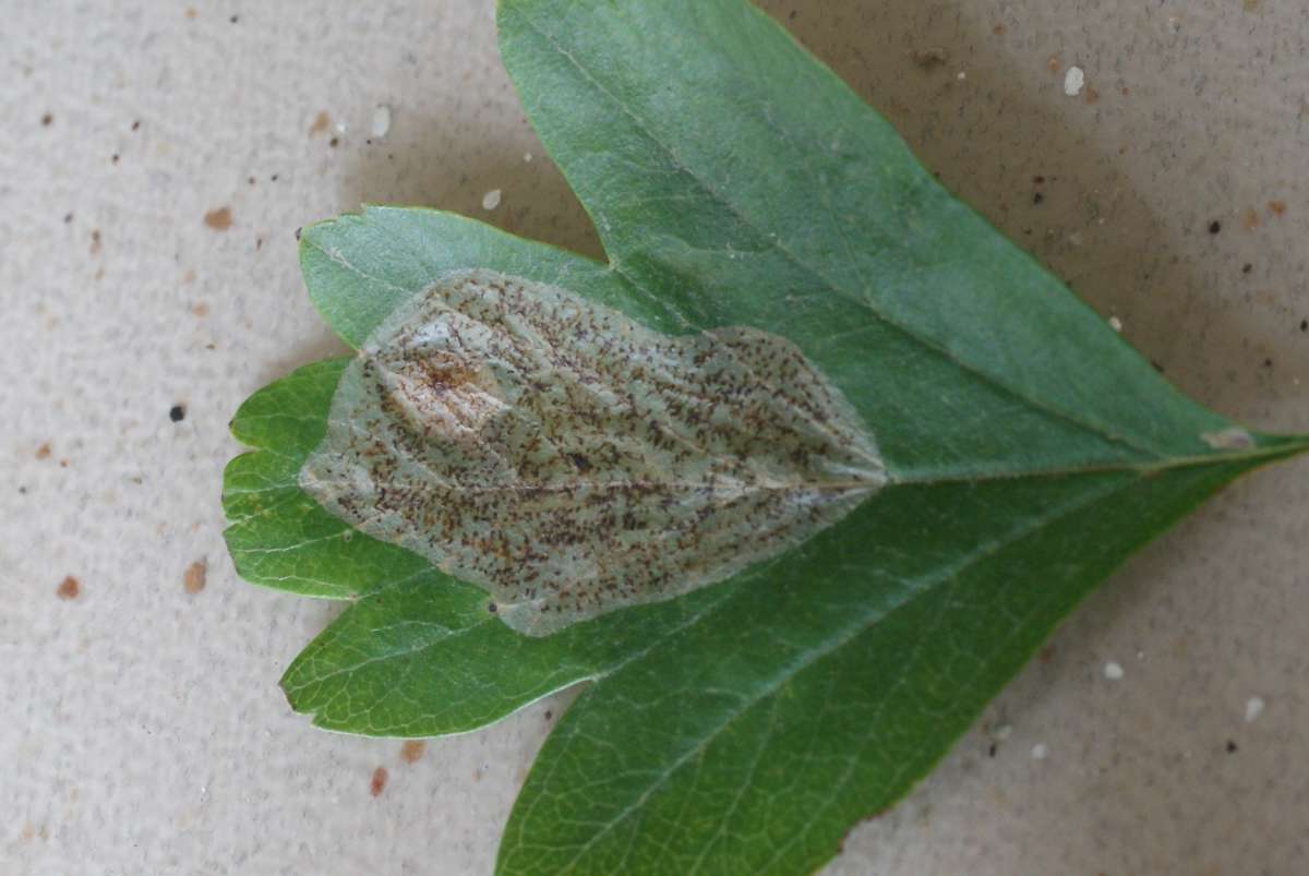 Hawthorn Midget (Phyllonorycter corylifoliella) photographed in Kent by Dave Shenton 