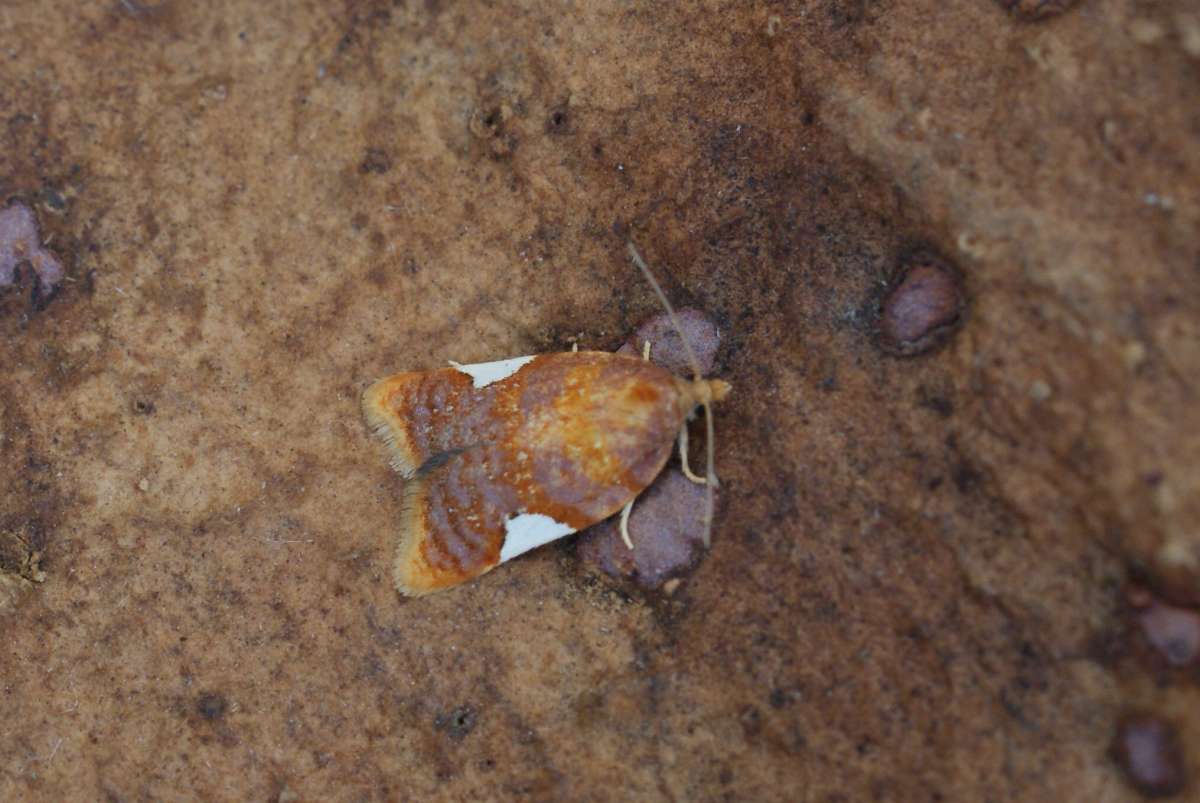 White-triangle Button (Acleris holmiana) photographed in Kent by Dave Shenton 