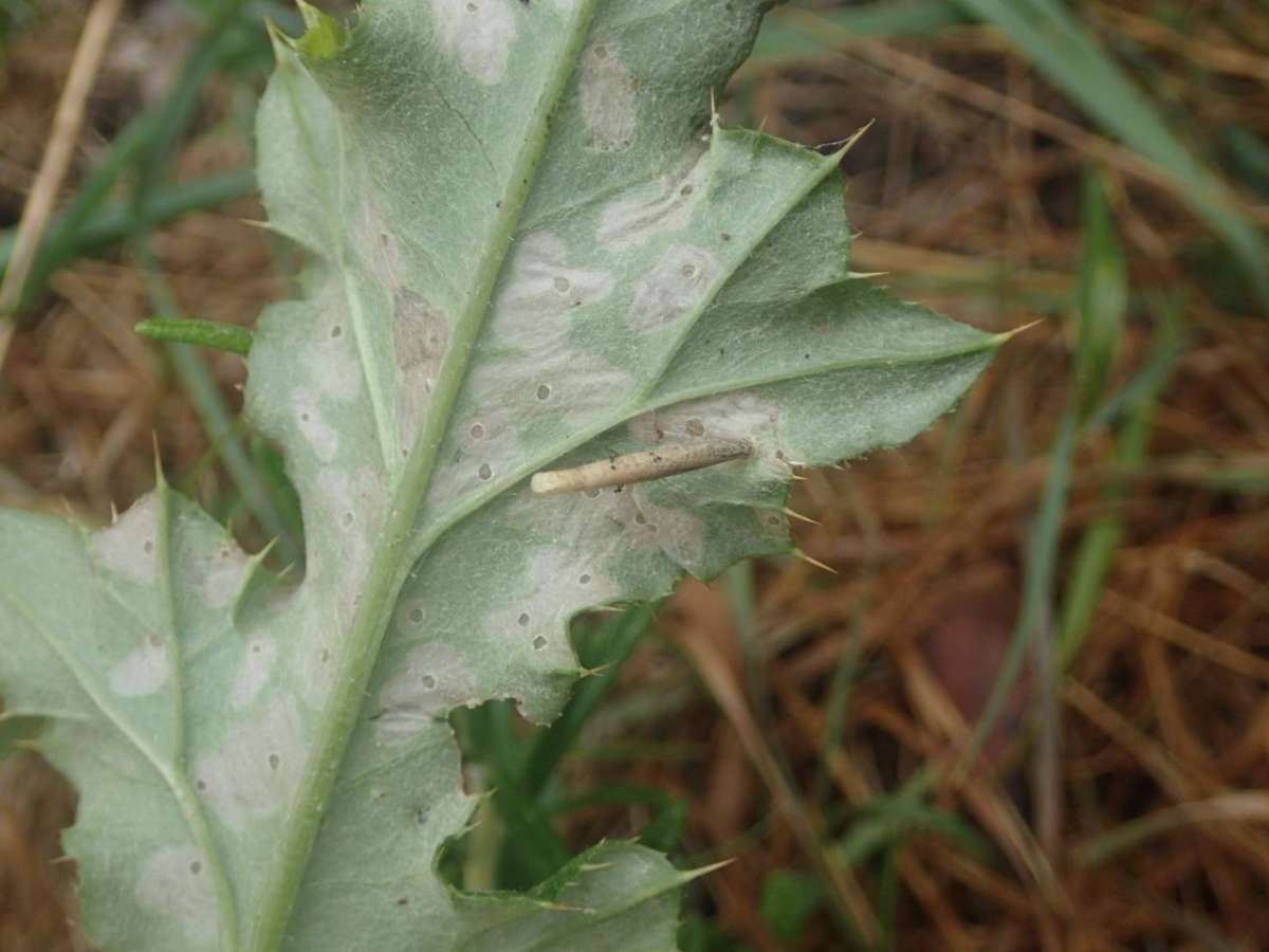 Pale Thistle Case-bearer (Coleophora peribenanderi) photographed in Kent by Dave Shenton 