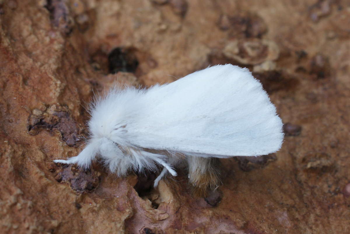 Brown-tail (Euproctis chrysorrhoea) photographed at Aylesham  by Dave Shenton