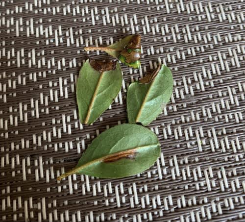 Azalea Leaf-miner (Caloptilia azaleella) photographed in Kent by Oliver Bournat 