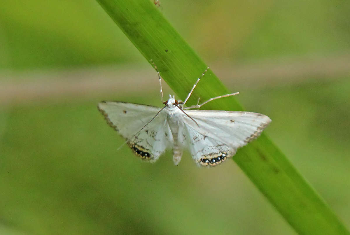 Small China-mark (Cataclysta lemnata) photographed in Kent by Peter Maton