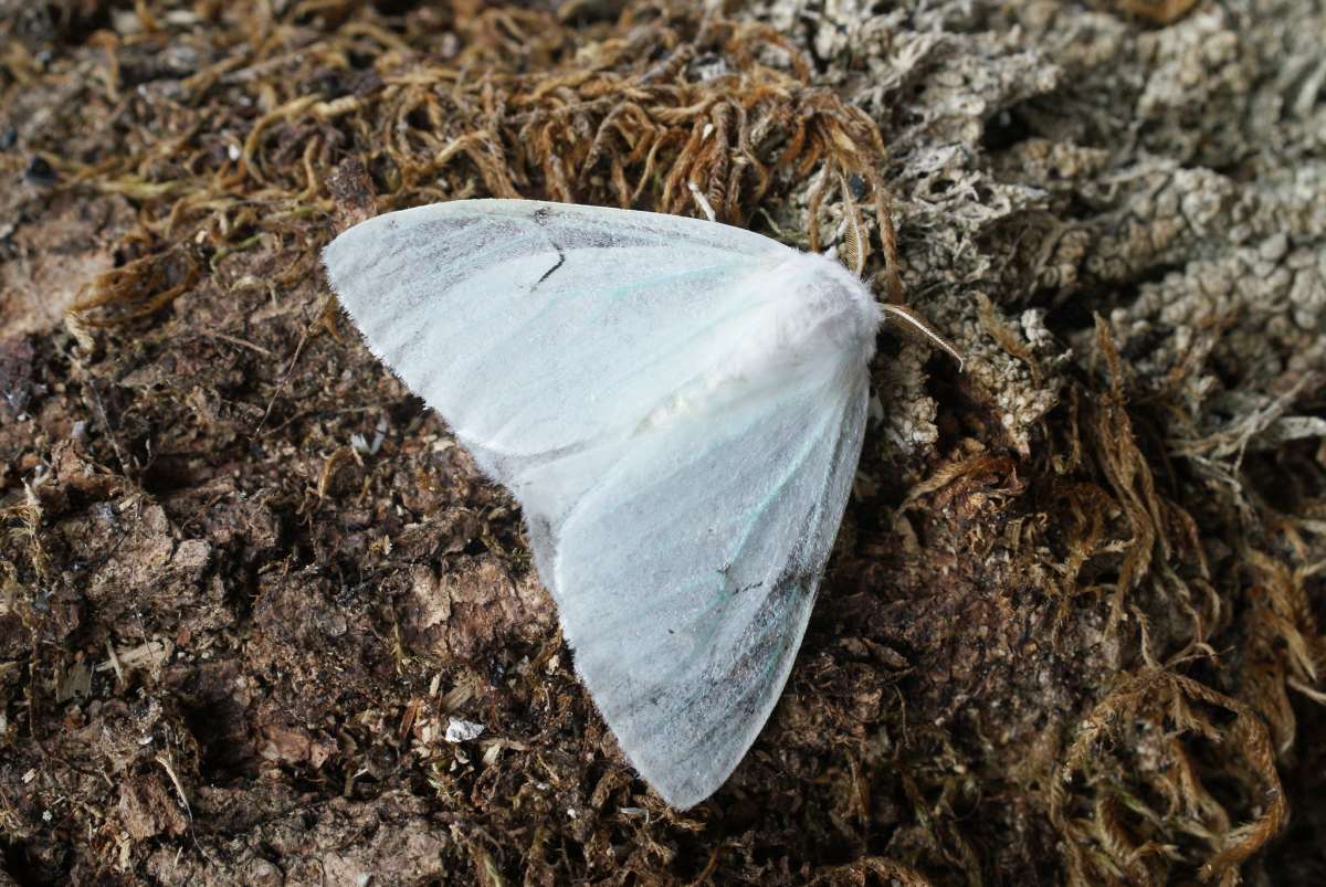 Black V Moth (Arctornis l-nigrum) photographed in Kent by Dave Shenton 