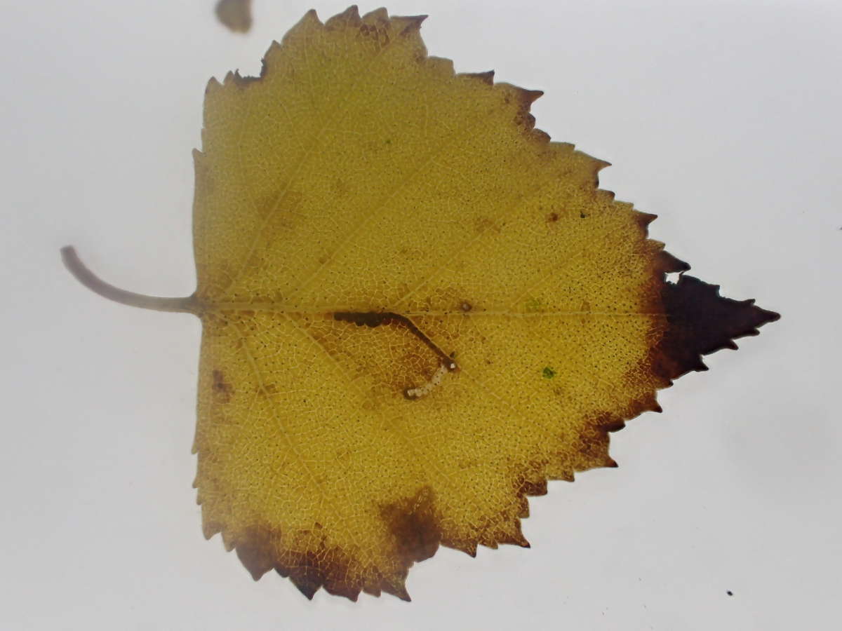 Birch Bent-wing (Bucculatrix demaryella) photographed in Kent by Dave Shenton 