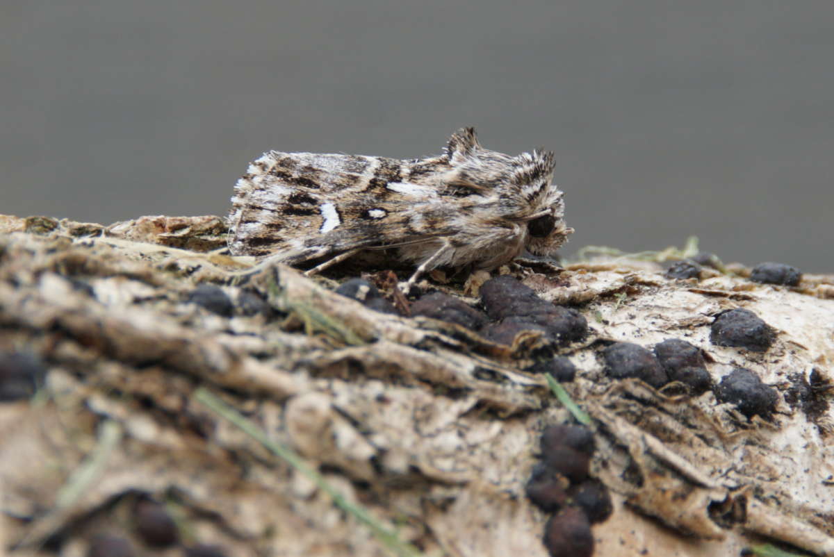 Toadflax Brocade (Calophasia lunula) photographed at Aylesham  by Dave Shenton 