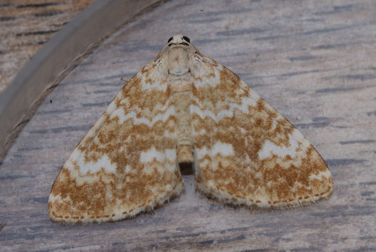 Sandy Carpet (Perizoma flavofasciata) photographed at Aylesham  by Dave Shenton 