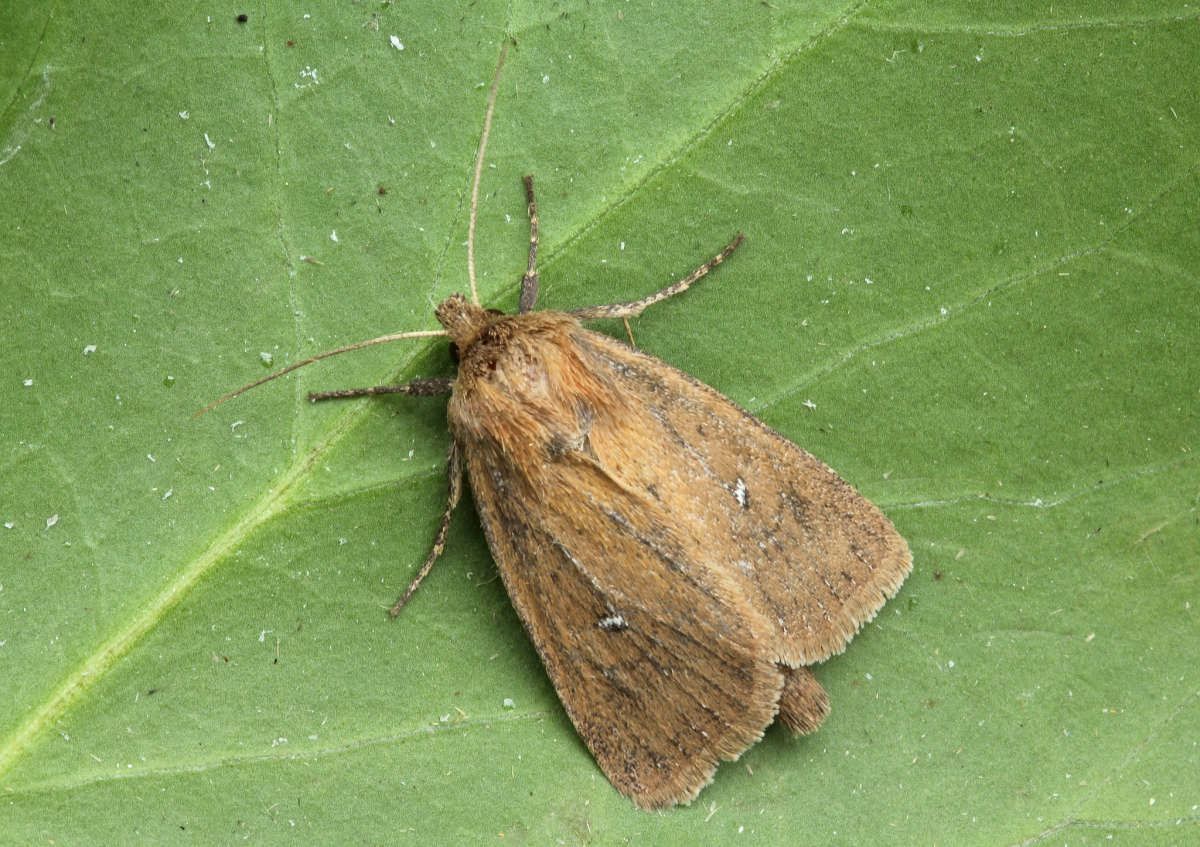 Twin-spotted Wainscot (Lenisa geminipuncta) photographed in Kent by Peter Maton 