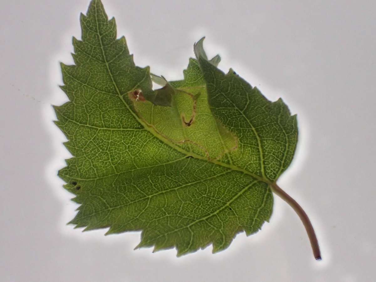 Striped Leaf-cutter (Phylloporia bistrigella) photographed at Packing Wood by Dave Shenton 