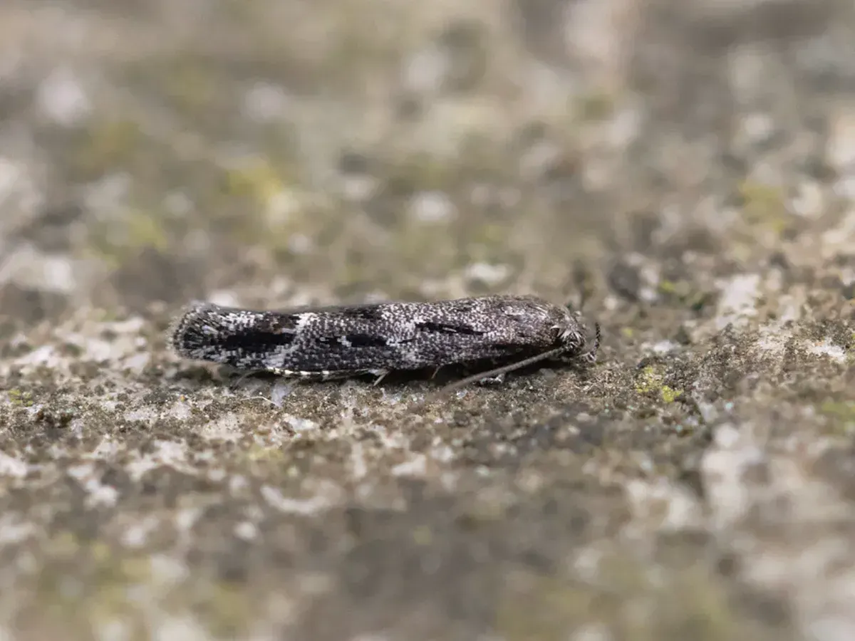 Kentish Mompha (Mompha sturnipennella) photographed in Kent by Alex Perry