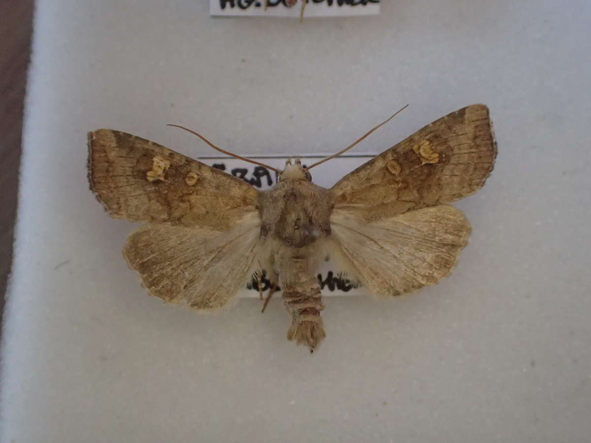 Saltern Ear (Amphipoea fucosa) photographed at Grain  by Dave Shenton 