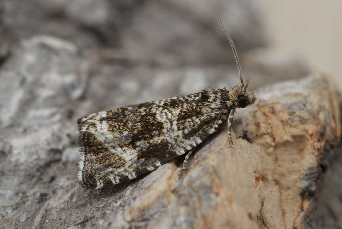 Common Marble (Celypha lacunana) photographed at Aylesham  by Dave Shenton 